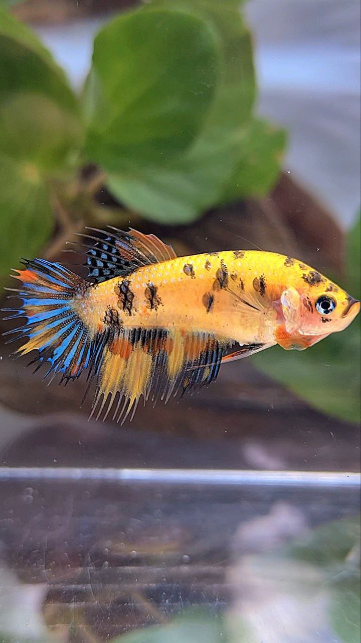 FEMALE CROWNTAIL YELLOW KOI TIGER MULTICOLOR BETTA FISH
