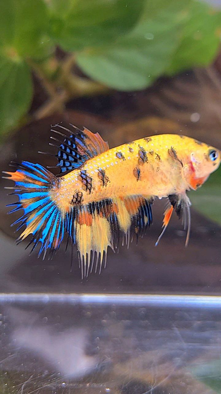 FEMALE CROWNTAIL YELLOW KOI TIGER MULTICOLOR BETTA FISH