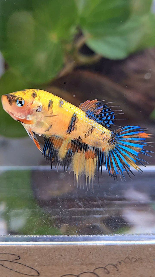 FEMALE CROWNTAIL YELLOW KOI TIGER MULTICOLOR BETTA FISH