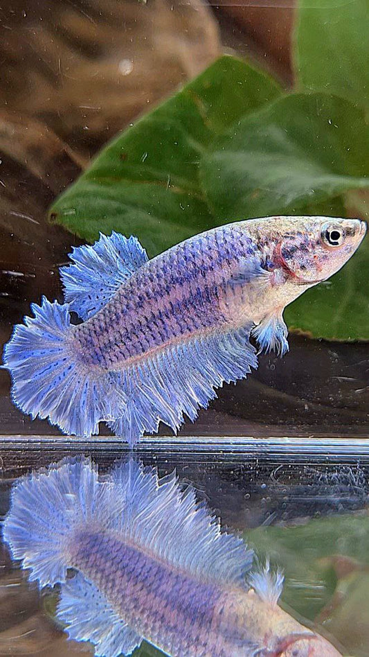 FEMALE HALFMOON KING FEATHER TAIL BLUE BETTA FISH