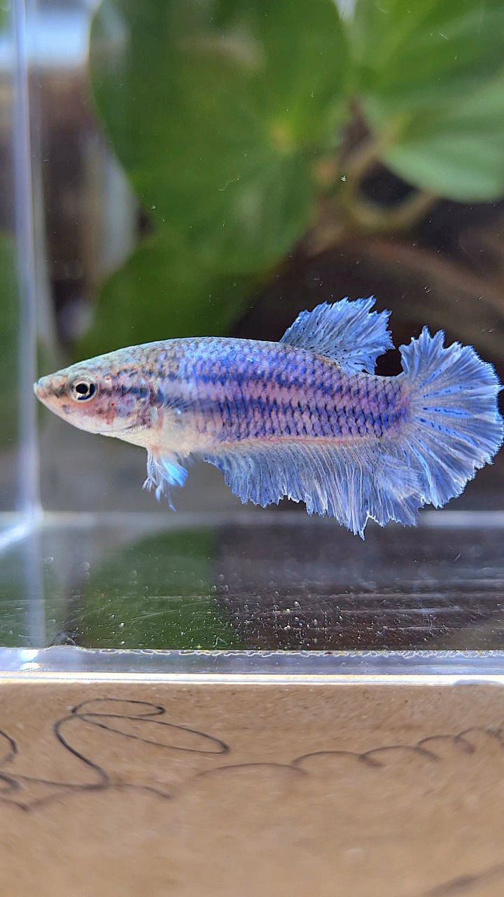 FEMALE HALFMOON KING FEATHER TAIL BLUE BETTA FISH
