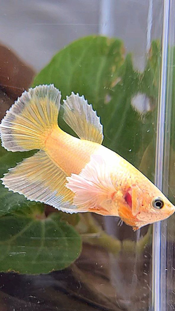 FEMALE HALFMOON DUMBO EAR GOLD BETTA FISH