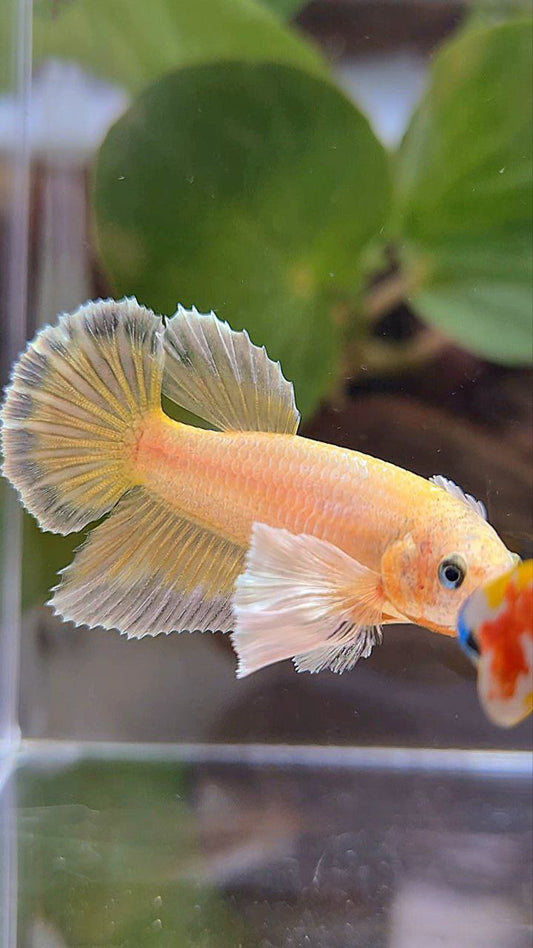 FEMALE HALFMOON DUMBO EAR GOLD BETTA FISH
