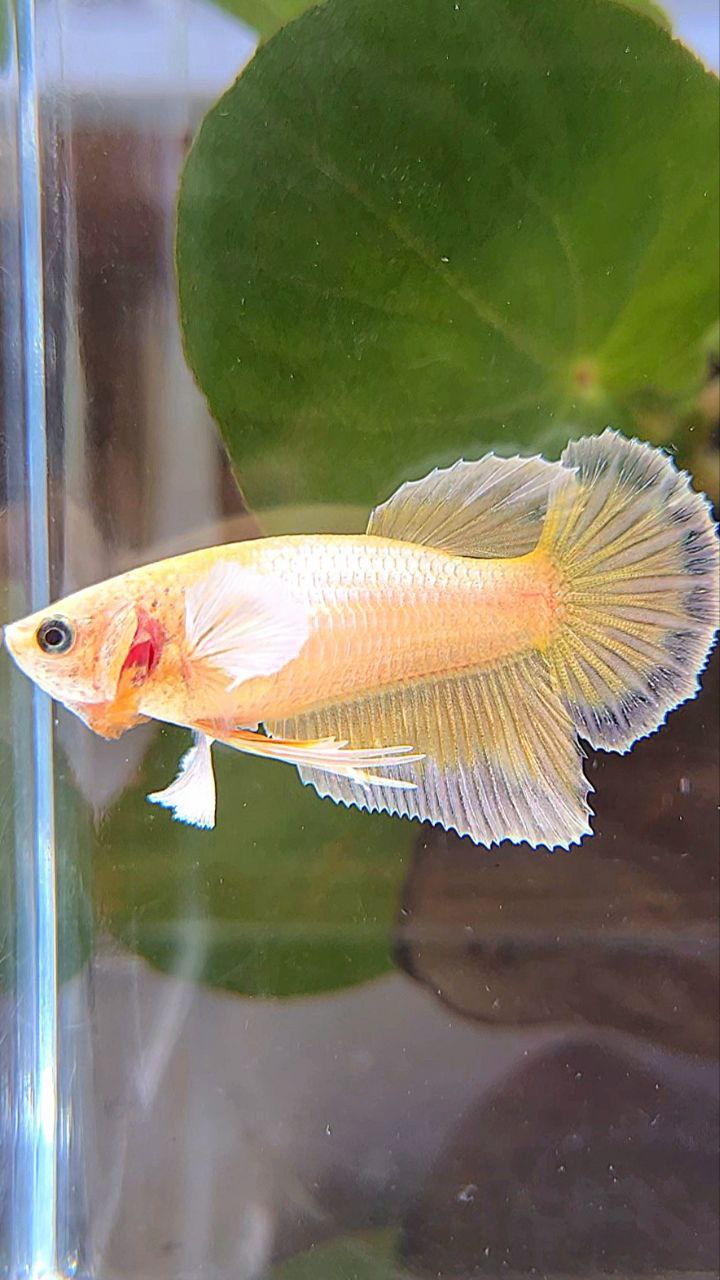 FEMALE HALFMOON DUMBO EAR GOLD BETTA FISH