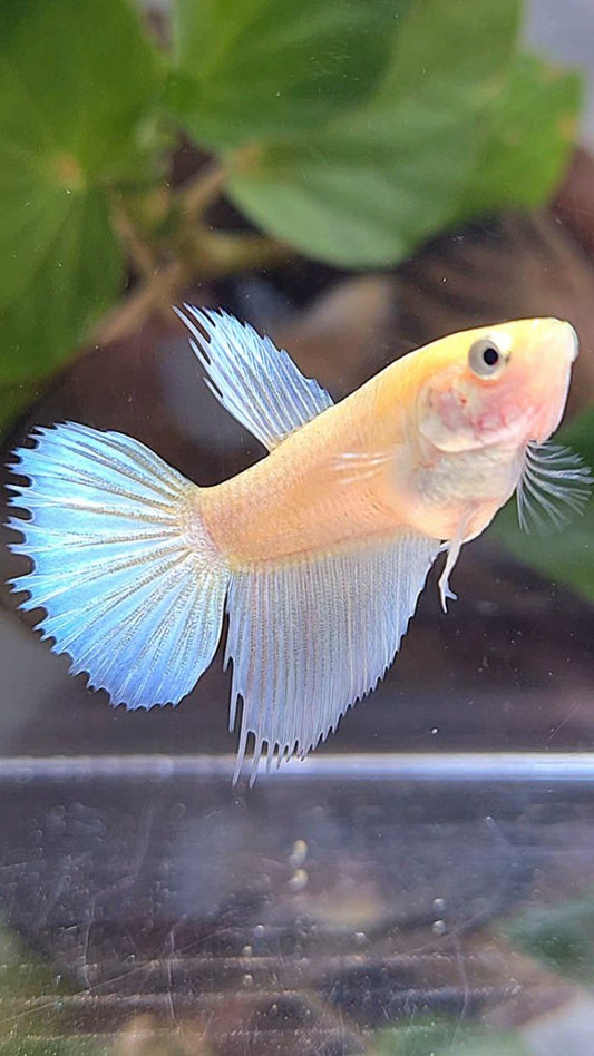 FEMALE HALFSUN WHITE YELLOW WASH BETTA FISH
