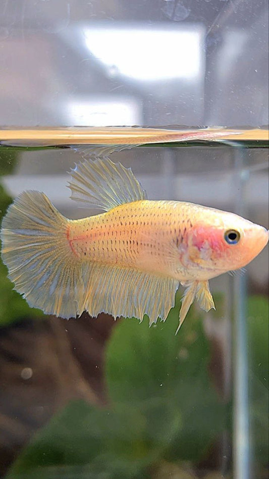 FEMALE HALFMOON YELLOW BETTA FISH