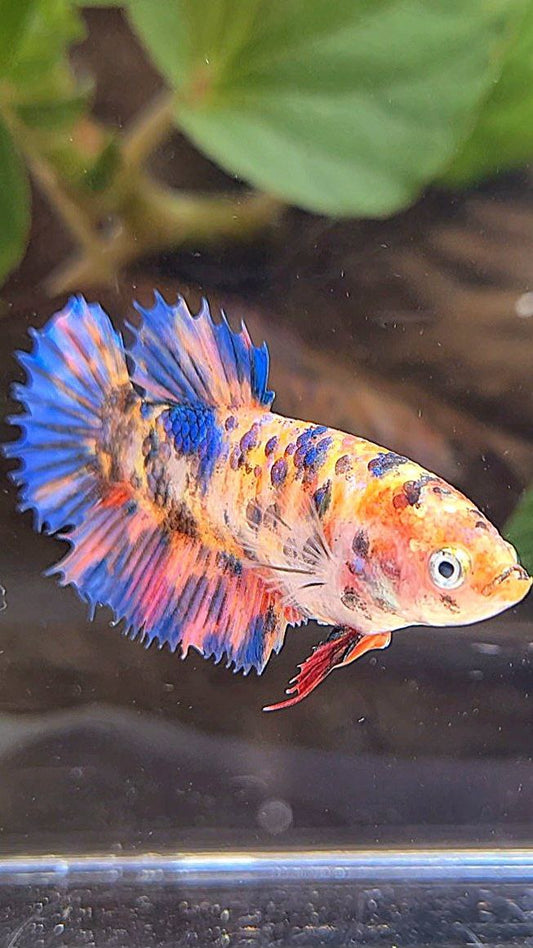 FEMALE CROWNTAIL PURPLE CANDY MULTICOLOR BETTA FISH