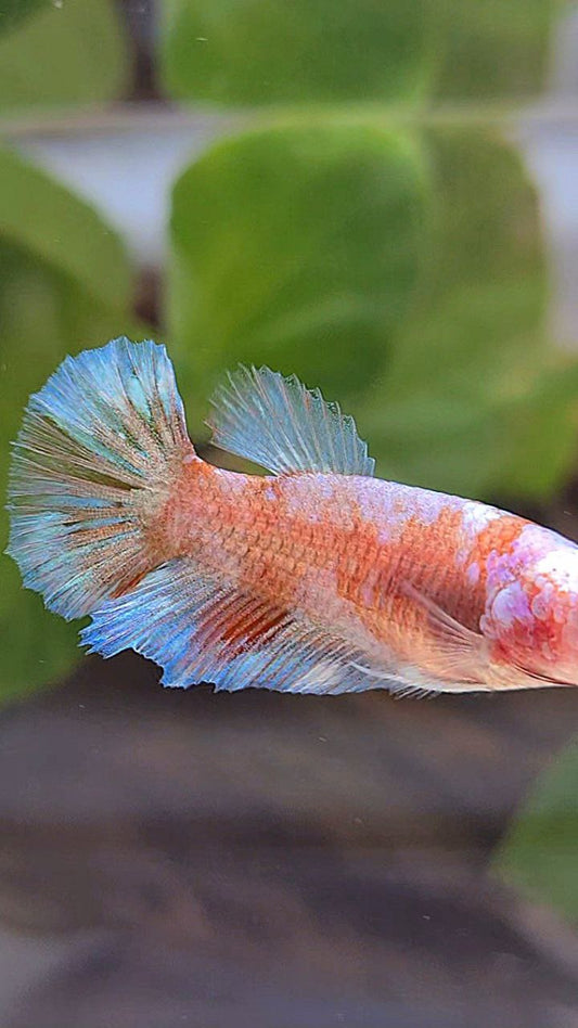 FEMALE HALFMOON WHITE GALAXY KOI BETTA FISH