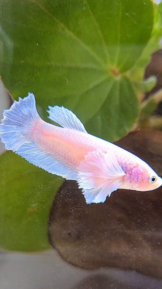 FEMALE PLAKAT DUMBO EAR WHITE BETTA FISH