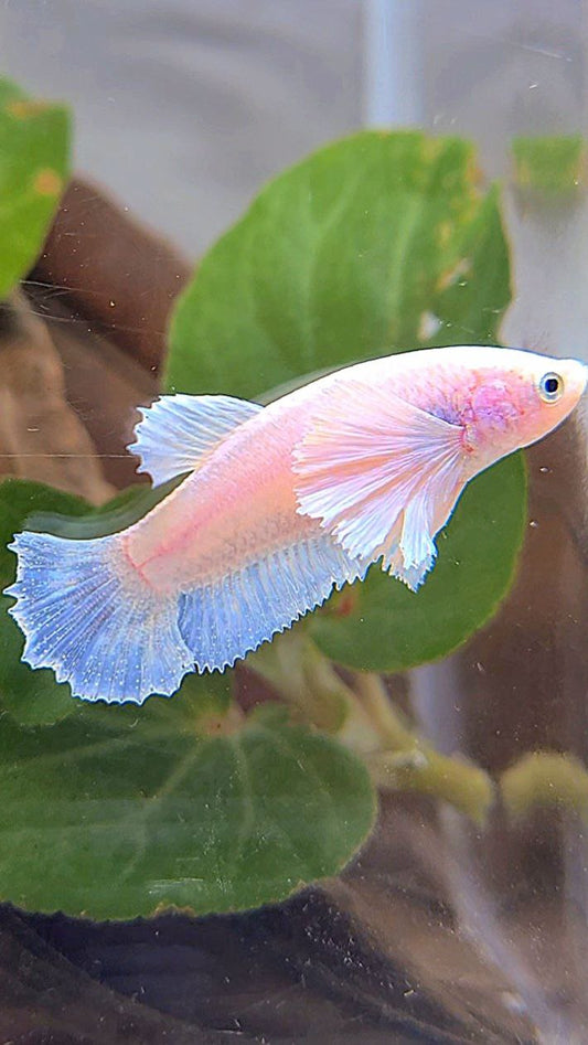 FEMALE PLAKAT DUMBO EAR WHITE BETTA FISH