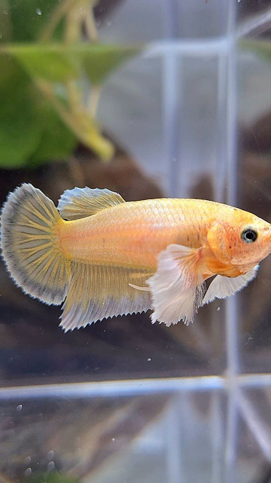 FEMALE HALFMOON DUMBO EAR GOLD BETTA FISH