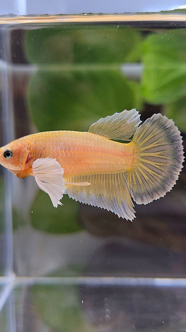 FEMALE HALFMOON DUMBO EAR GOLD BETTA FISH