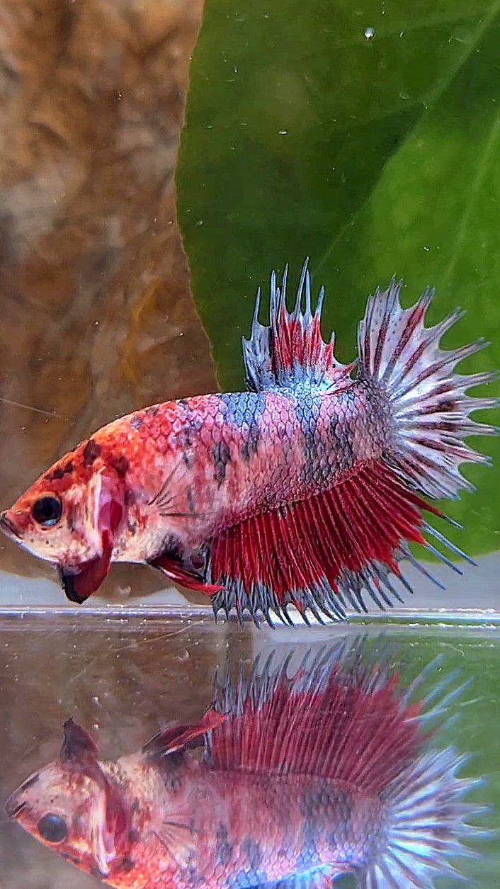 CROWNTAIL PLAKAT RED COPPER MARBLE MULTICOLOR BETTA FISH