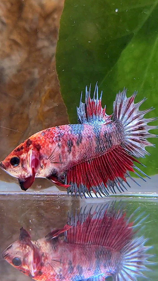 CROWNTAIL PLAKAT RED COPPER MARBLE MULTICOLOR BETTA FISH