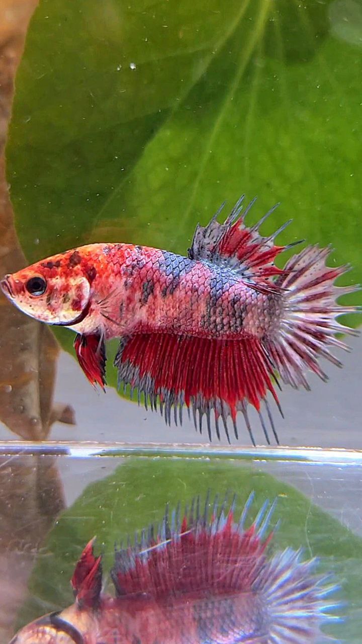 CROWNTAIL PLAKAT RED COPPER MARBLE MULTICOLOR BETTA FISH