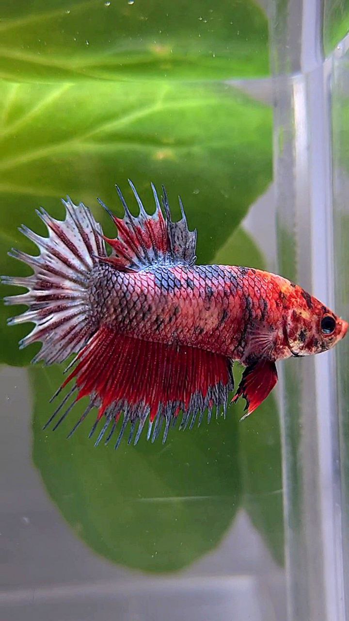 CROWNTAIL PLAKAT RED COPPER MARBLE MULTICOLOR BETTA FISH