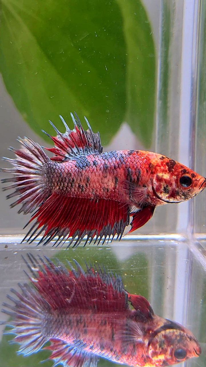 CROWNTAIL PLAKAT RED COPPER MARBLE MULTICOLOR BETTA FISH