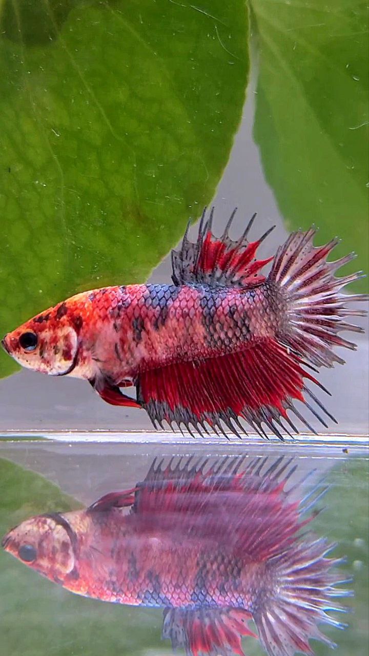 CROWNTAIL PLAKAT RED COPPER MARBLE MULTICOLOR BETTA FISH
