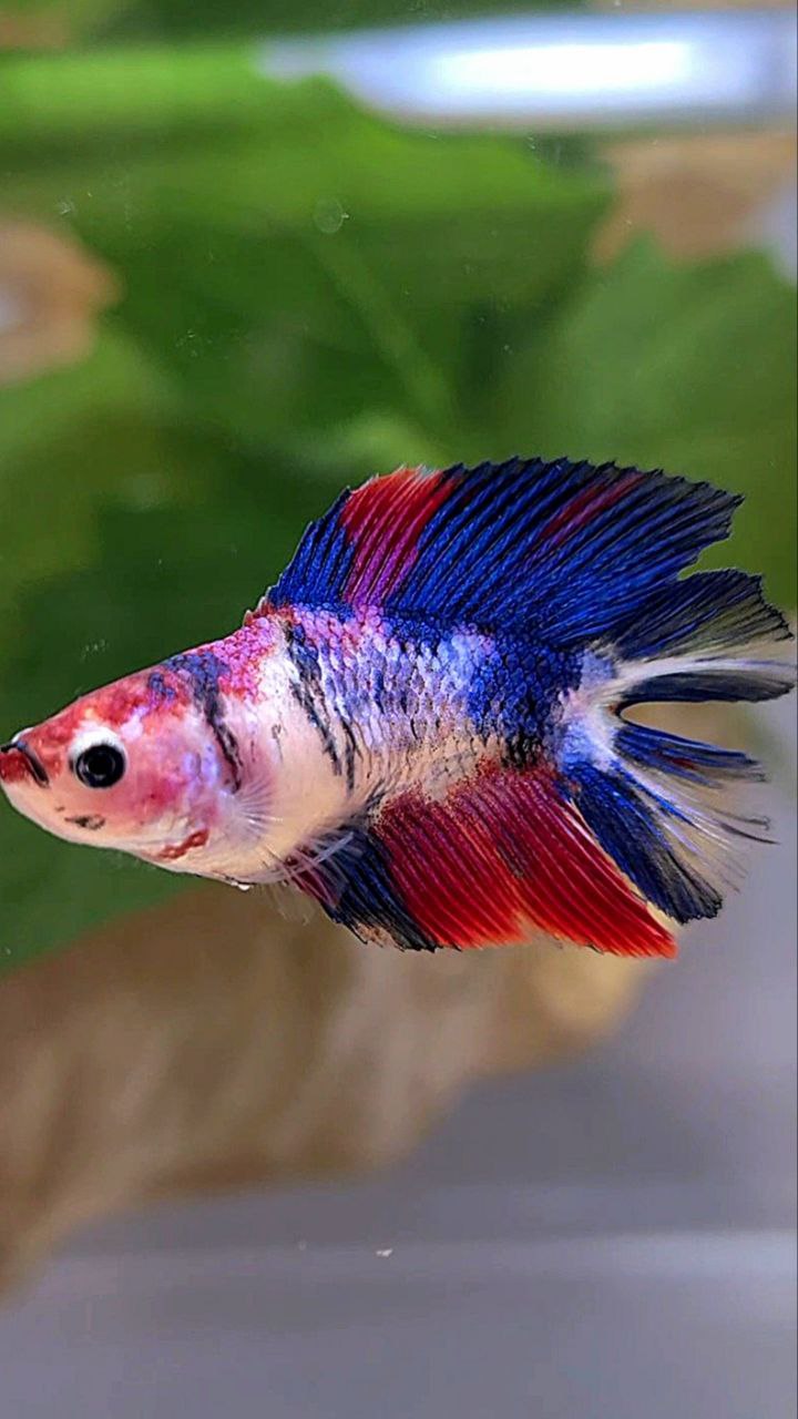 FEMALE HALFMOON DOUBLE TAIL PURPLE CANDY MULTICOLOR BETTA FISH