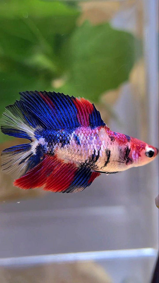 FEMALE HALFMOON DOUBLE TAIL PURPLE CANDY MULTICOLOR BETTA FISH