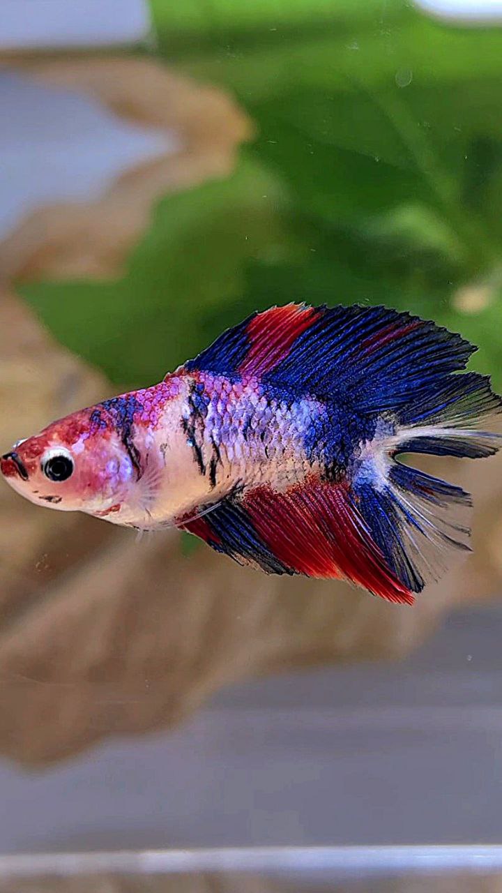 FEMALE HALFMOON DOUBLE TAIL PURPLE CANDY MULTICOLOR BETTA FISH