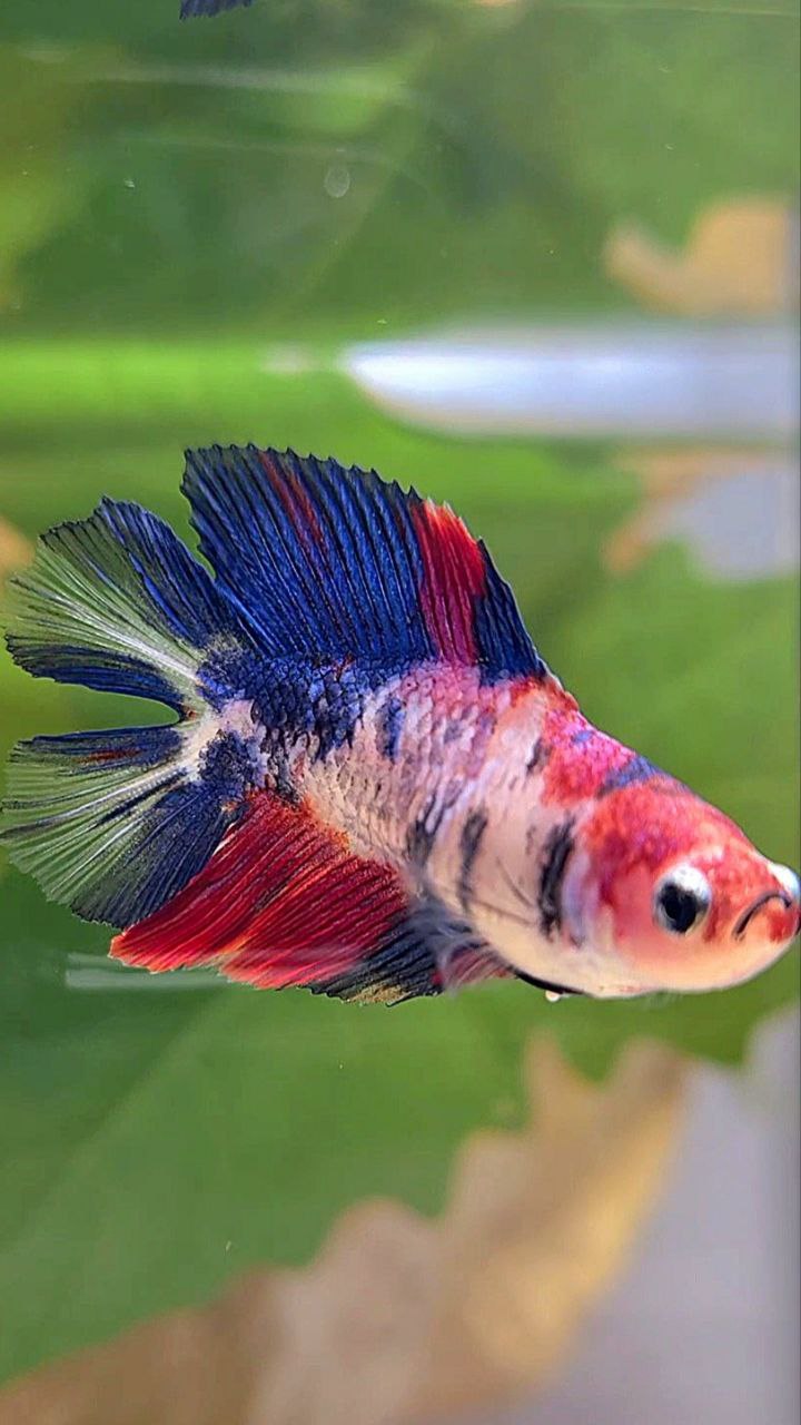 FEMALE HALFMOON DOUBLE TAIL PURPLE CANDY MULTICOLOR BETTA FISH