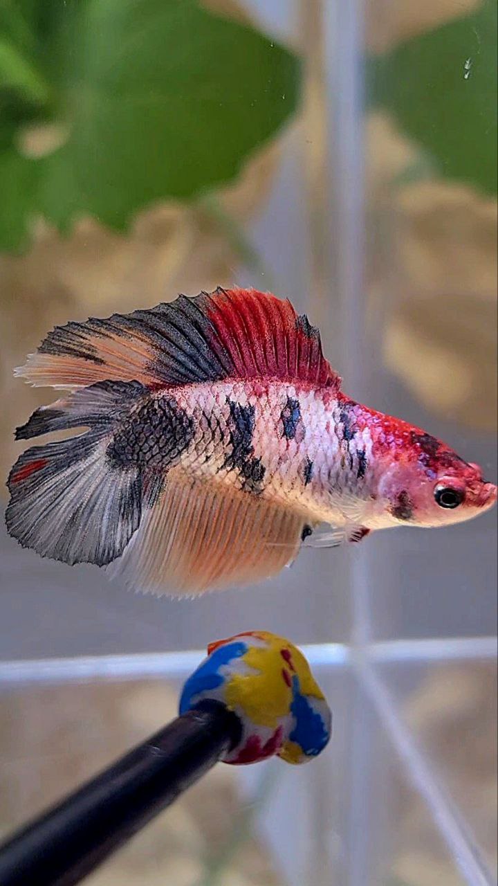 FEMALE HALFMOON DOUBLE TAIL PINK FANCY MULTICOLOR BETTA FISH