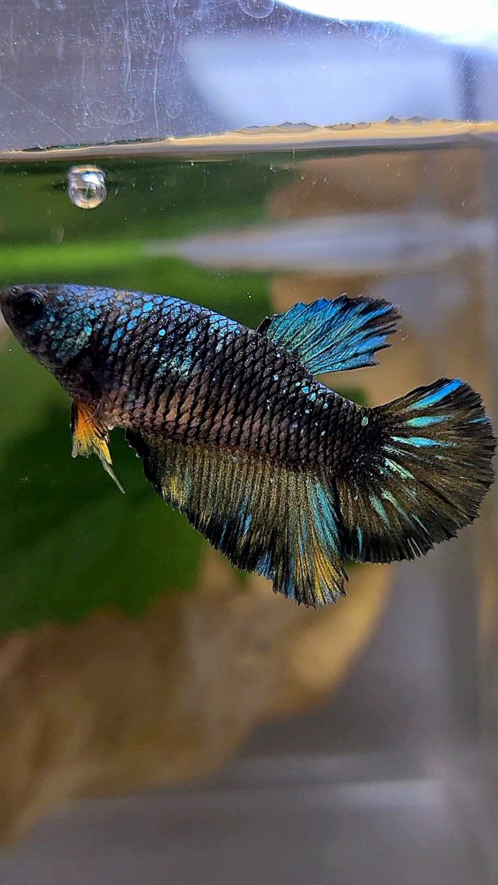FEMALE HALFMOON BLACK GALAXY AVATAR BLUE YELLOW BETTA FISH