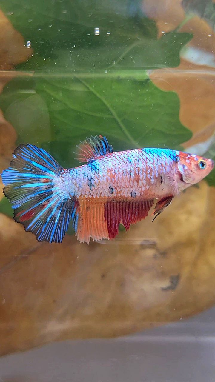 XL FEMALE HALFMOON FANCY MULTICOLOR BETTA FISH
