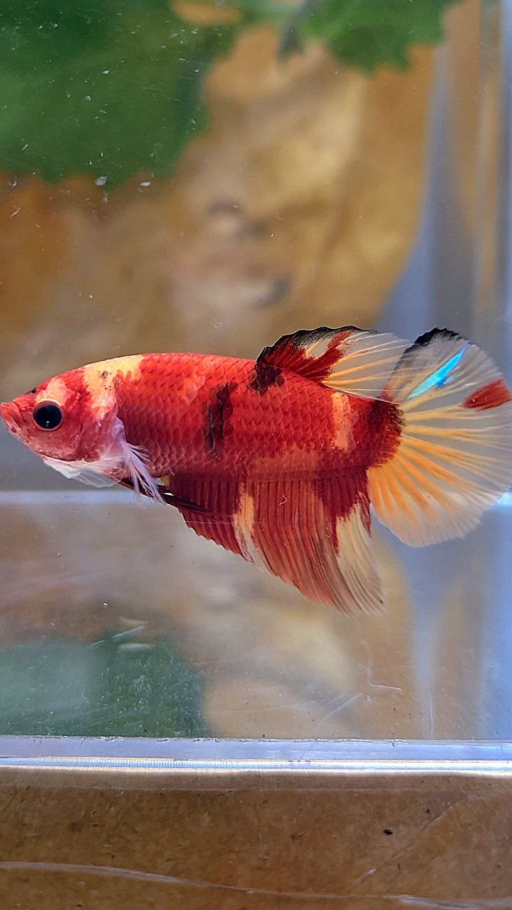 FEMALE HALFMOON RED NEMO KOI MULTICOLOR BETTA FISH