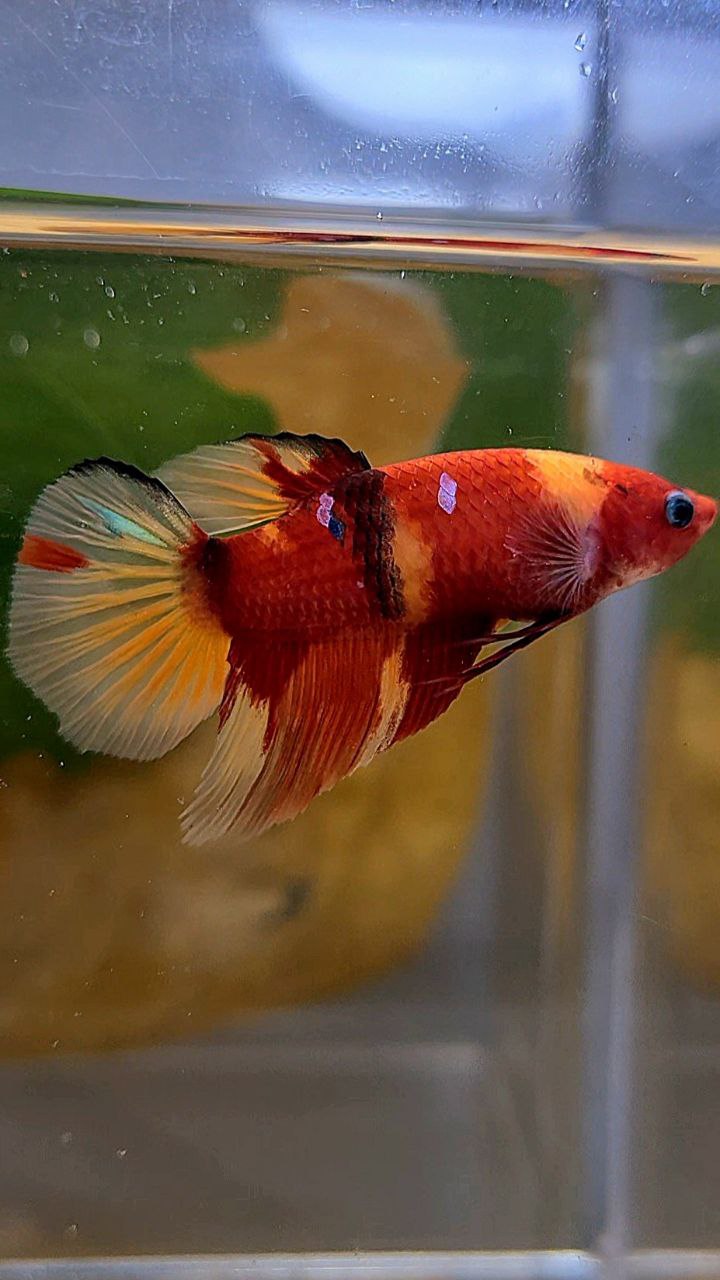 FEMALE HALFMOON RED NEMO KOI MULTICOLOR BETTA FISH