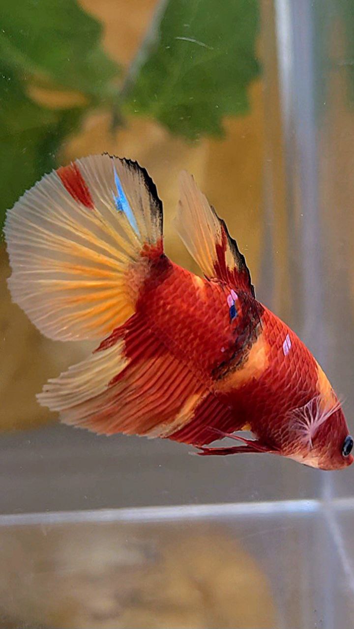 FEMALE HALFMOON RED NEMO KOI MULTICOLOR BETTA FISH