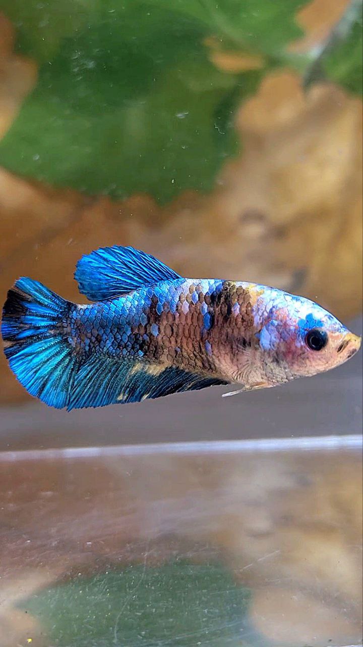 FEMALE PLAKAT GALAXY BLUE YELLOW MULTICOLOR BETTA FISH