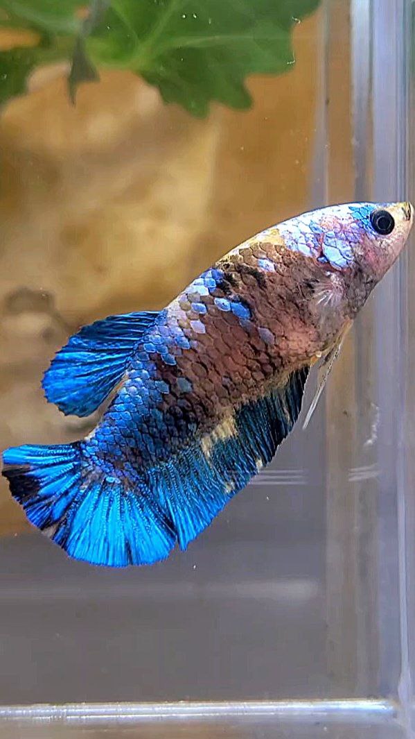 FEMALE PLAKAT GALAXY BLUE YELLOW MULTICOLOR BETTA FISH