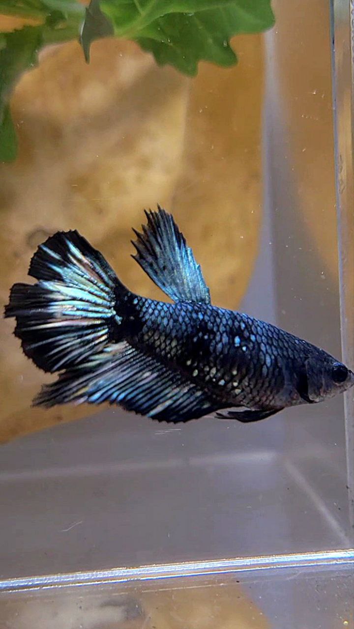 FEMALE HALFMOON BLACK COPPER AVATAR BETTA FISH