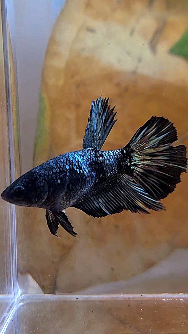 FEMALE HALFMOON BLACK COPPER AVATAR BETTA FISH