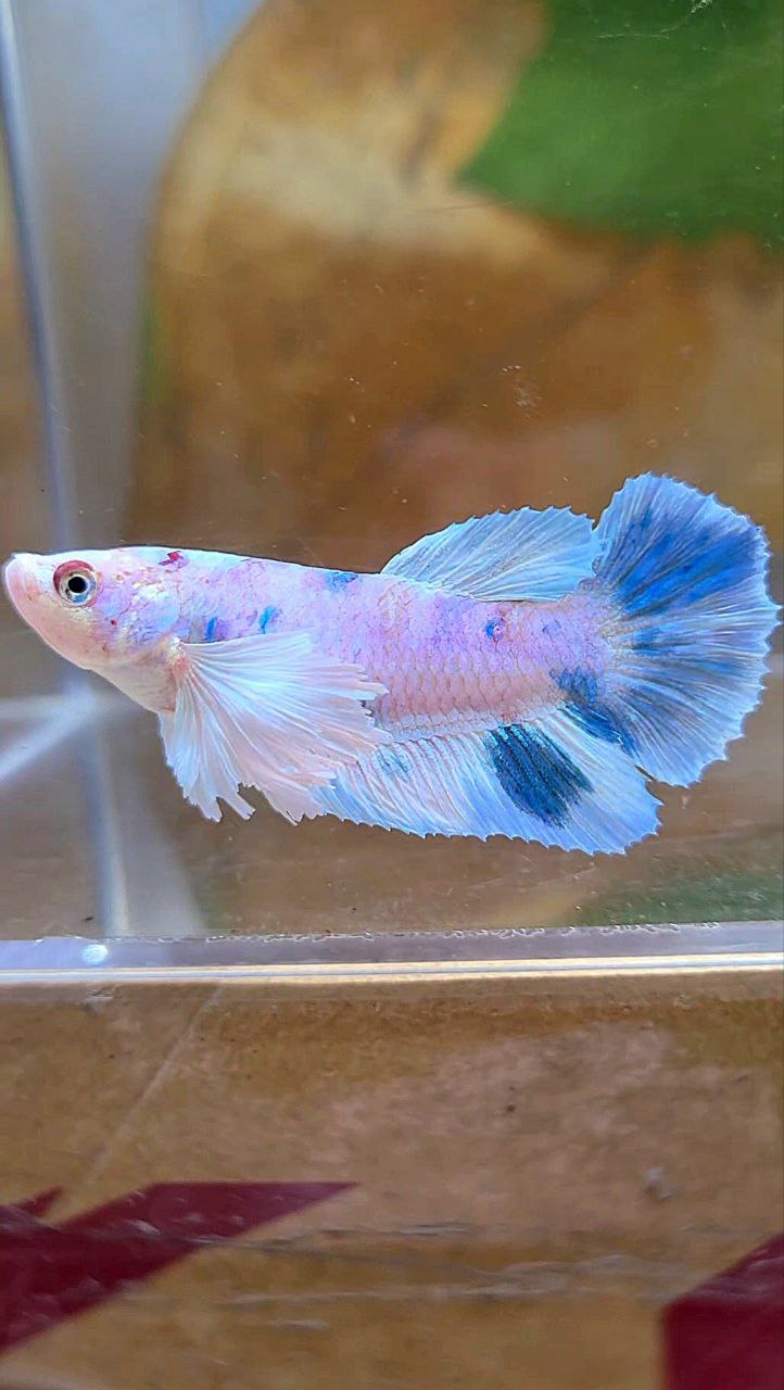 FEMALE HALFMOON DUMBO EAR WHITE BLUE MARBLE MULTICOLOR BETTA FISH