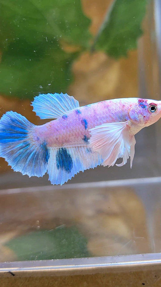 FEMALE HALFMOON DUMBO EAR WHITE BLUE MARBLE MULTICOLOR BETTA FISH