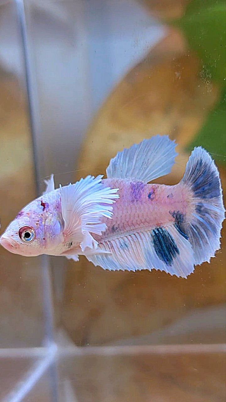 FEMALE HALFMOON DUMBO EAR WHITE BLUE MARBLE MULTICOLOR BETTA FISH