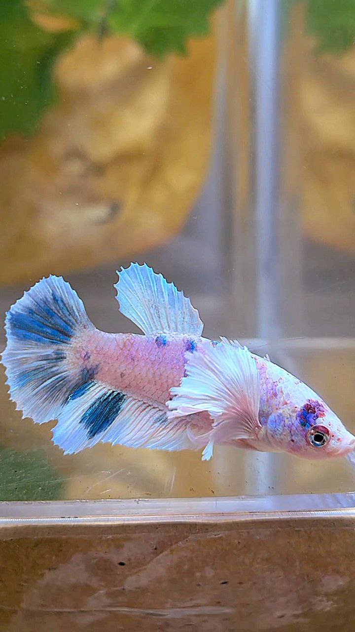 FEMALE HALFMOON DUMBO EAR WHITE BLUE MARBLE MULTICOLOR BETTA FISH