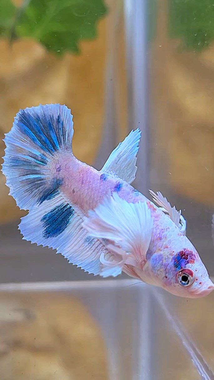 FEMALE HALFMOON DUMBO EAR WHITE BLUE MARBLE MULTICOLOR BETTA FISH