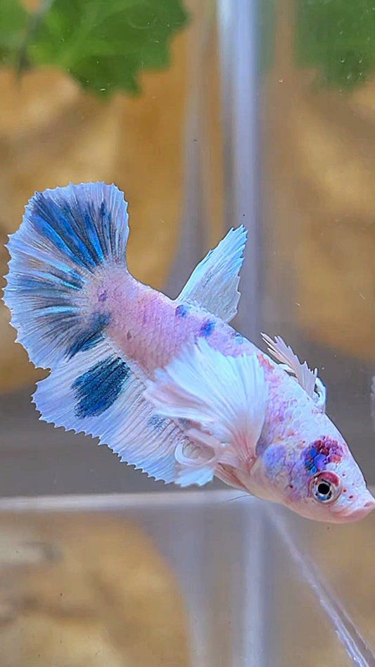 FEMALE HALFMOON DUMBO EAR WHITE BLUE MARBLE MULTICOLOR BETTA FISH