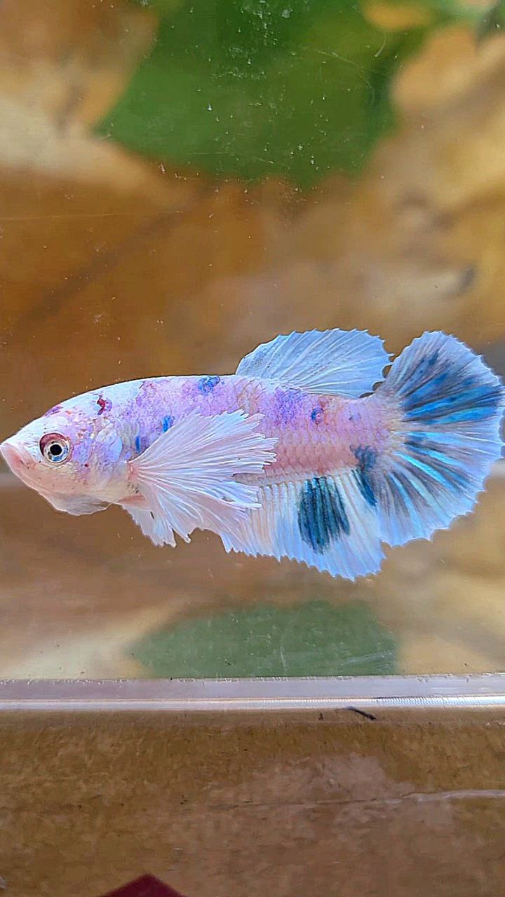 FEMALE HALFMOON DUMBO EAR WHITE BLUE MARBLE MULTICOLOR BETTA FISH