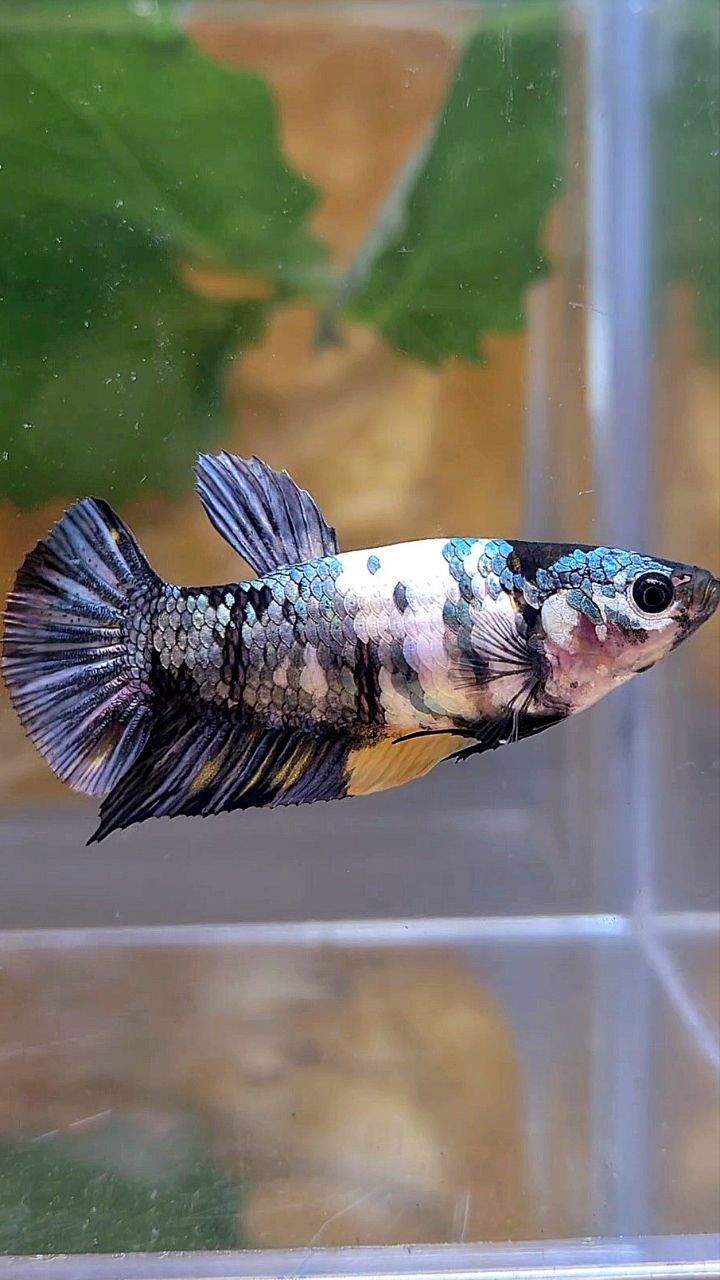 FEMALE PLAKAT BLACK YELLOW COPPER FANCY MULTICOLOR BETTA FISH