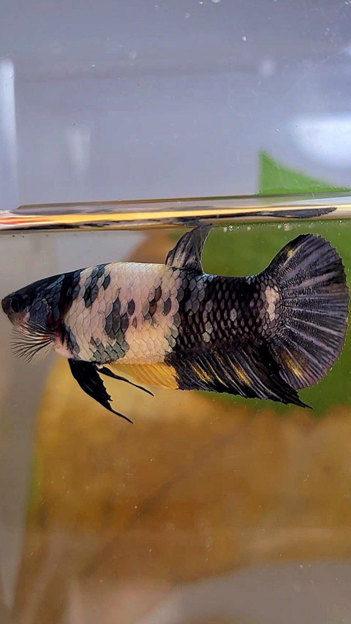 FEMALE PLAKAT BLACK YELLOW COPPER FANCY MULTICOLOR BETTA FISH