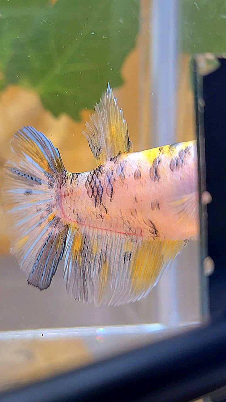 XL FEMALE HALFMOON KOI YELLOW MULTICOLOR BETTA FISH