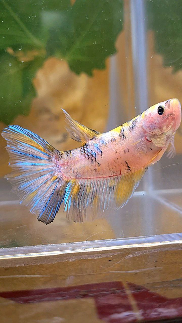 XL FEMALE HALFMOON KOI YELLOW MULTICOLOR BETTA FISH