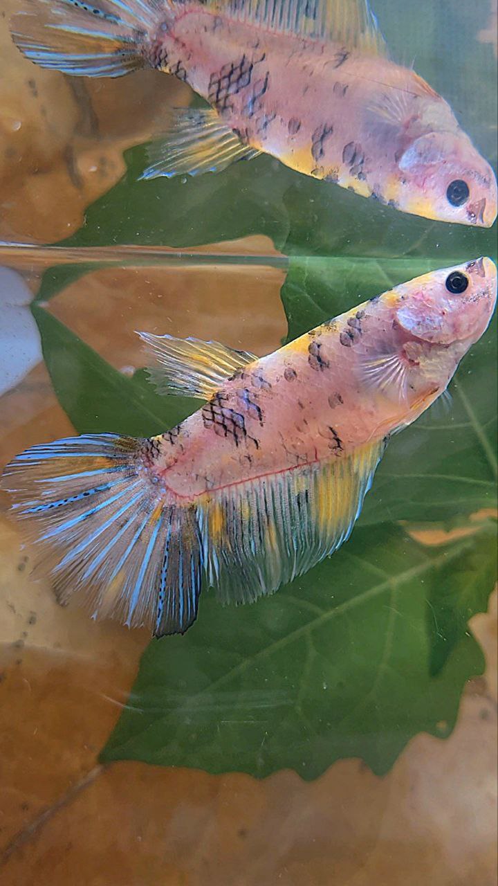XL FEMALE HALFMOON KOI YELLOW MULTICOLOR BETTA FISH