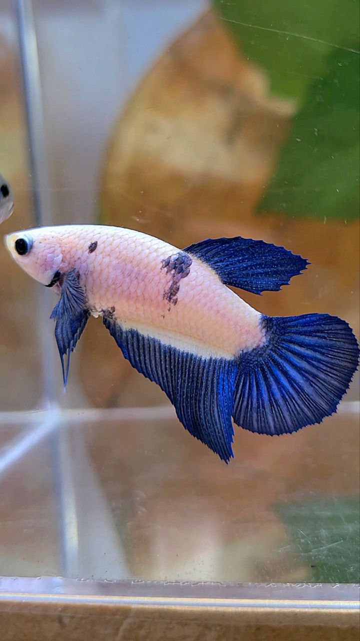 FEMALE HALFMOON BLUE RIM MARBLE BETTA FISH