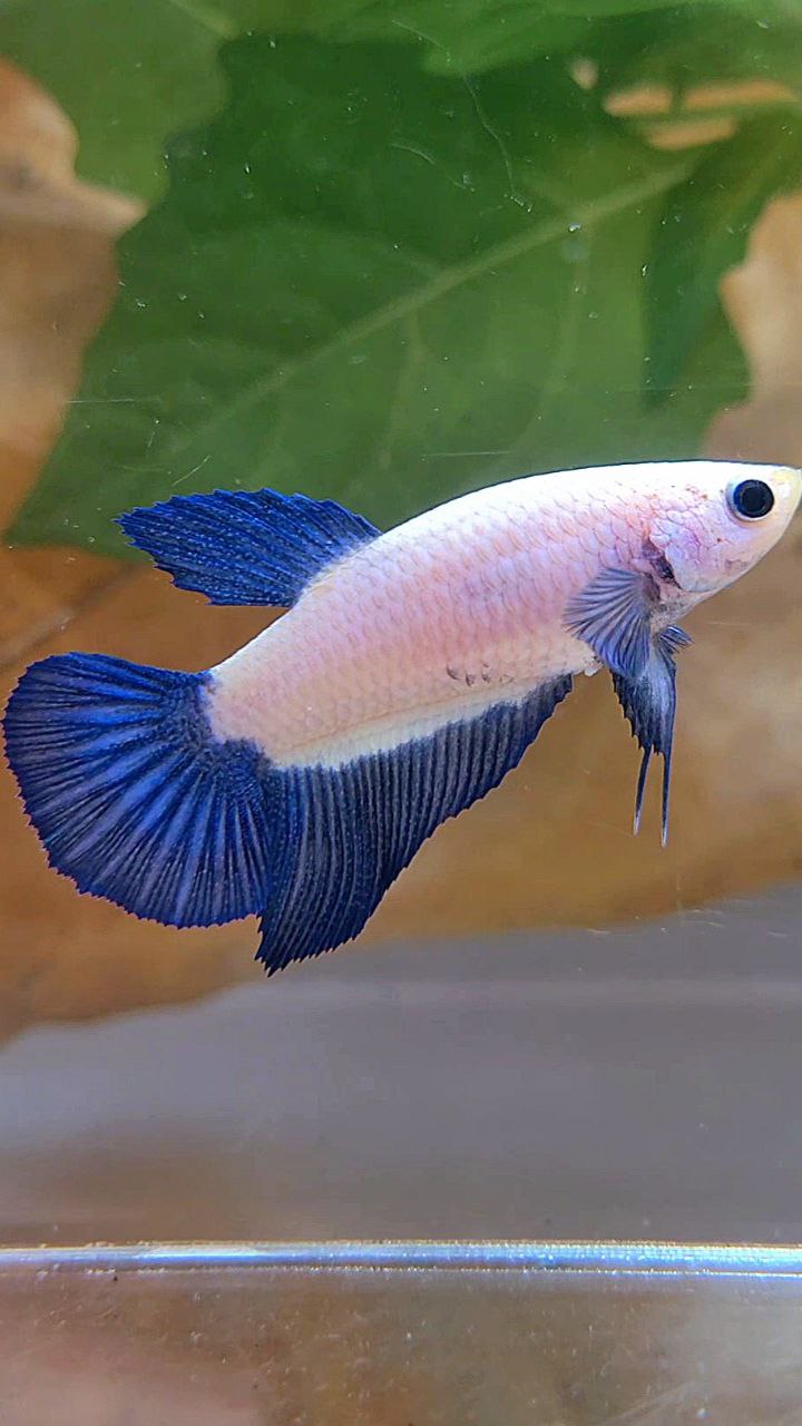 FEMALE HALFMOON BLUE RIM MARBLE BETTA FISH